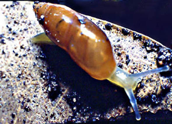Ferussacia folliculus (GMELIM, 1791)